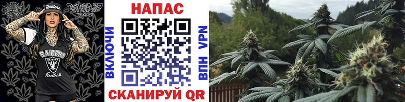 купить   Чусовой  Конопля сатива 